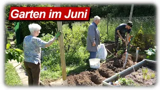 Tomaten, Gurken, Paprika, Physalis pflanzen | Gartenarbeit Juni mit Opa