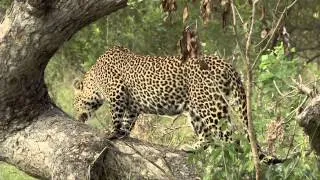 Big Cat Expose` - 1 of 3 - MalaMala