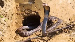 Snake digging hole in soil/thar desert/Tharparkar/sindh/pakistan/desert snake/cobra/black cobra