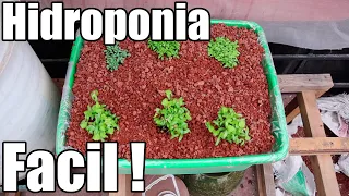 Cilantro y perejil en hidroponia || Parte 1 || Hidroponia en sustrato || Bananafabric