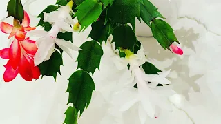 Holiday/Christmas Cactus: Propagation, Planting and Easy Care Tips 🪴