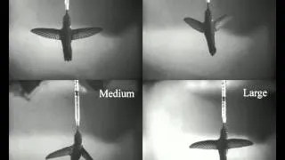 Flying hummingbird in steady control flow (9 m s-1)
