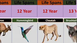 comparison the shortest and longest lifespans of animals