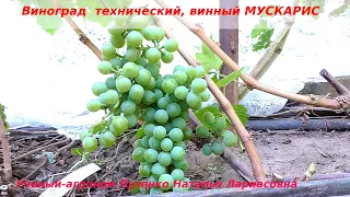 Виноград технический, винный с мускатом МУСКАРИС(Пузенко Наталья Лариасовна)