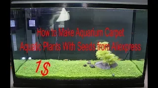 How to Make Aquarium Carpet. Aquatic Plants With Seeds from Aliexpress