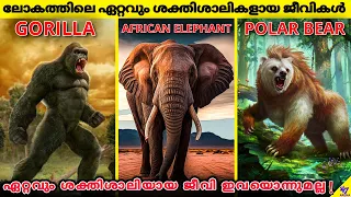 Earth's Strongest Animals Are Not What You Might Expect | Facts Malayalam | 47 ARENA