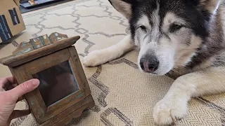 Husky Goes Through Some More Of His Things