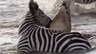 Zebra bites crocodile back