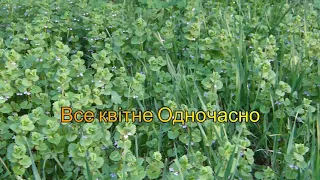 Аномальна весна 2024.Як правильно розширити сім'ї бджіл не нашкодивши сім'ям.