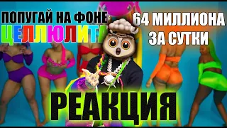 6ix9ine - GOOBA (РЕАКЦИЯ) | НЮБЕРГ СМОТРИТ НА ПОПУГАЯ И ЦЕЛЛЮЛИТНЫЕ Ж0ПЫ