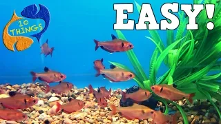 Top 10 Aquarium Fish For Beginners! Your First Aquarium!
