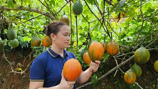 Harvest Gac Fruit & Okra Goes to the market sell | Ly Thi Ca