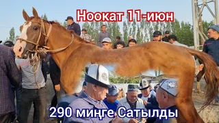 Ноокат ЖЫЛКЫ Базарда Дончак 290 миңге САТЫЛДЫ