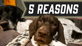 German Shorthaired Pointer | Is It The Right Dog For You?