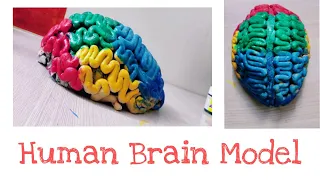 Human Brain Model ll Science Model ll Kids Science Project Model