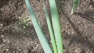 Garden Vlog | Spring Onions Seeding to Harvest