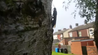 Parasitic Wasp on a Tree Probably Communicating to Hell
