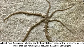 World-First Fossil Of A 155-Million-Year-Old Brittle Star Mid-Cloning Itself