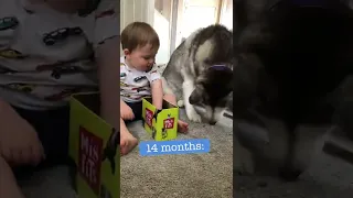 The Full 4 Year Story Of My Husky & Baby Becoming Best Friends!! WITH MUSIC!-dog lover like you