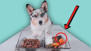 How To Improve Your Dog's Kibble (10 Easy Ways)