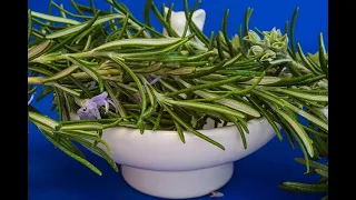 10 Proven Health Benefits of Rosemary