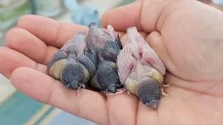 Hand Feeding Green and Yellow Gouldian Finch Babies