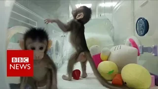 First monkeys cloned in Chinese lab - BBC News