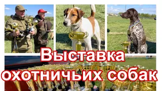 Выставка охотничьих собак в Черновицкой области 2021г.
