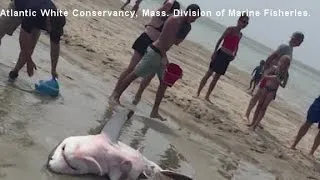 Great White shark stranded on beach rescued