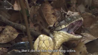 King Cobra snaps the neck of the female who came to mate with him | Cobra Mafia