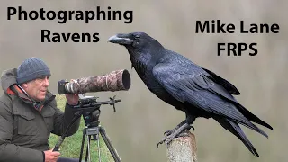 Photographing Ravens (what is this bird doing?).
