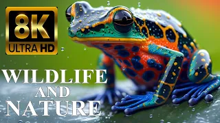 WILDLIFE and NATURE SCENERY 8K ULTRA HD with Names and Sounds