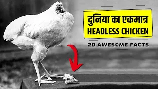 दुनिया का एकमात्र Headless Chicken - जिंदा कैसे है? | 20 Amazing Random Facts in Hindi | RFS Ep #12
