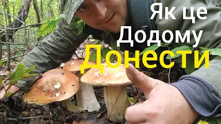 Від таких Грибів мож і Ласти Склеїти.  Як це додому ДОНЕСТИ????mushrooms