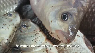 Mudskippers: The Fish That Walks on Land!