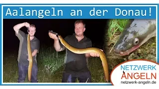 Aalangeln an der Donau