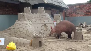 Aardvark Sandcastle Treat - The Best Bits