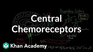 Central chemoreceptors | Respiratory system physiology | NCLEX-RN | Khan Academy