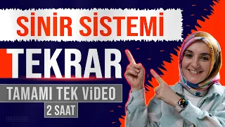 1) Sinir Sistemi FULL TEKRAR | 11. Sınıf Biyoloji | AYT Biyoloji Konu Anlatımı 1