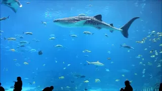 Georgia Aquarium Whale Sharks and Stunning Fish in 1080p HIGH DEF