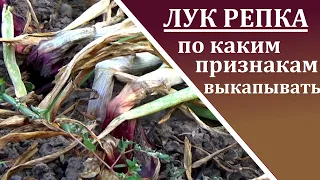 Когда выкапывать лук на репку   Выкапываем лук вовремя для хорошего хранения