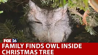 Family finds owl on Christmas tree