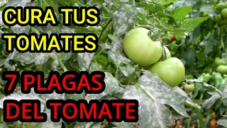 7 Plagas más comunes en plantas de tomate 🍅 - Como combatir plagas en Tomates