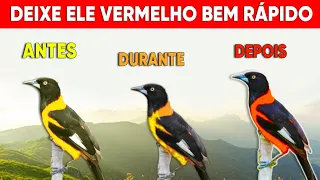 COMO DEIXAR O CORRUPIÃO VERMELHO - Melhor alimento para deixar corrupião vermelho em pouco tempo!