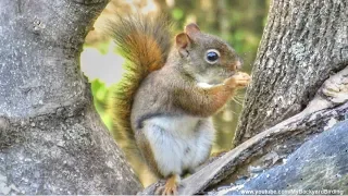 Red Squirrels Excited Eating Sounds