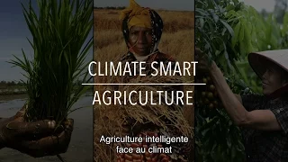 FAO Collection Politiques: Agriculture intelligente face au climat (avec sous-titres)