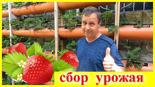 Клубника в Трубах ПВХ - Нестандартно и Эффективно 🔴Сбор Урожая 🔴Огород во дворе🔴Смородина на Штамбе🔴