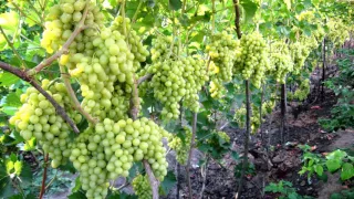 Выращивание винограда на горизонтальной шпалере.