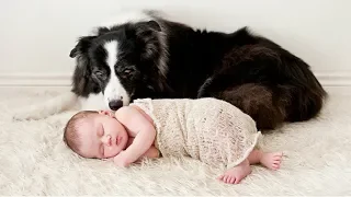 Dogs Babysitting Babies - A Dogs Love Babies Compilation || CUTE