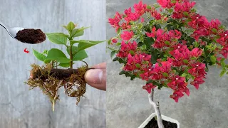 A spoonful of coffee powder will help you a lot when propagating bougainvillea